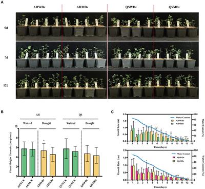 Drought-induced recruitment of specific root-associated bacteria enhances adaptation of alfalfa to drought stress